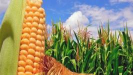 Obtener 28 toneladas de maíz por hectárea es posible